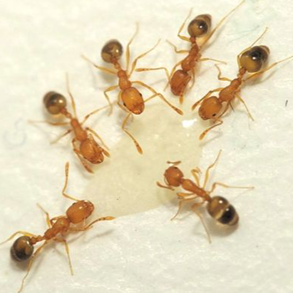 Pharaoh ants drinking from a droplet of water - Keep pharaoh ants away from your kitchen with Bug Out in St. Louis
