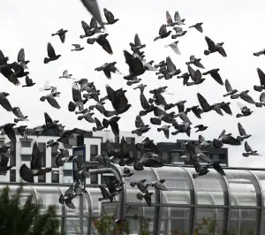 Bird Control Services for Commercial Properties in your area