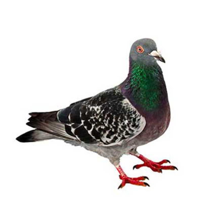 A Pigeon against a white background - Keep Pigeons away from your home with Bug Out in St. Louis.