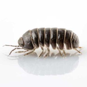 Pillbug against a white background - Keep Pillbugs away from your home with Bug Out in St. Louis.