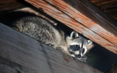 frightened raccoon in attic of belleville home before humane wildlife removal