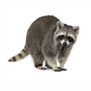 Raccoon against a white background - Keep Raccoons away from your home with Bug Out in St. Louis