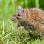 A close-up shot of a cautious brown rat sitting in a grass field.