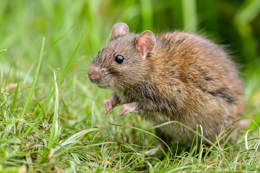 A close-up shot of a cautious brown rat sitting in a grass field.
