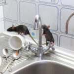 Rats crawling in a sink - Keep rodents out of your kitchen with Bug Out in St. Louis MO