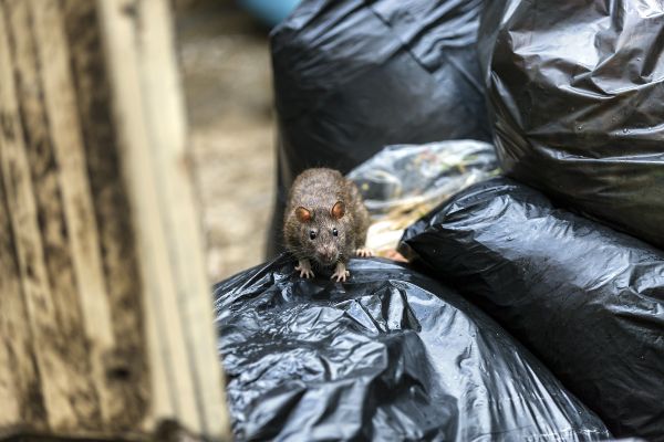 Removing a Norway Rat from a Grocery Store in your area