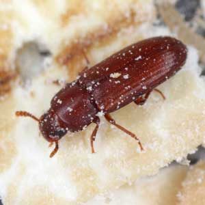 Red Flour Beetle on a crumb of food - Keep red flour beetles away from your kitchen with Bug Out in St. Louis