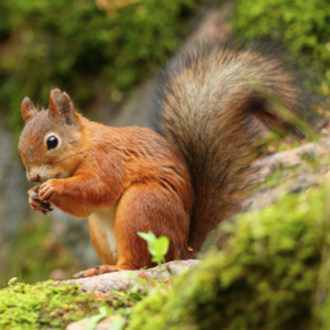A red squirrel on a log in the forest - Prevent red squirrels with Bug Out in St. Louis