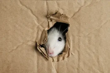 Rodent sticks head out of a hole in a box it ate through