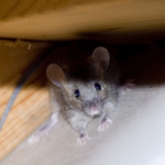 A mouse in a corner in an attic - Keep mice out of your attic with Bug Out in St. Louis MO