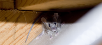 A mouse in a corner in an attic - Keep mice out of your attic with Bug Out in St. Louis MO