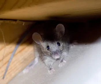 A mouse in a corner in an attic - Keep mice out of your attic with Bug Out in St. Louis MO