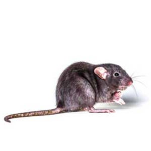 Roof Rat against a white background - Keep Roof Rats away from your home with Bug Out in St. Louis