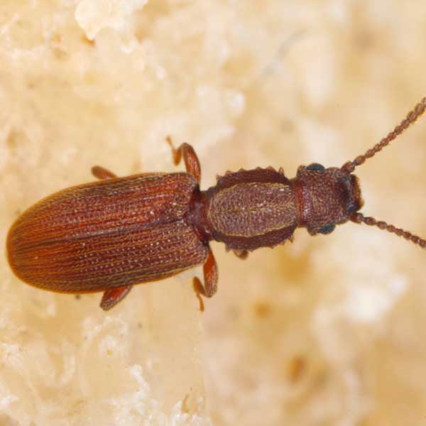 Sawtoothed Grain Beetle on a piece of bread - Keep sawtoothed grain beetles away from your kitchen with Bug Out in St. Louis