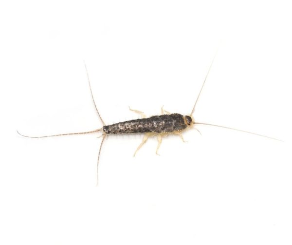 Silverfish against a white background - Keep Silverfish away from your home with Bug Out in St. Louis.