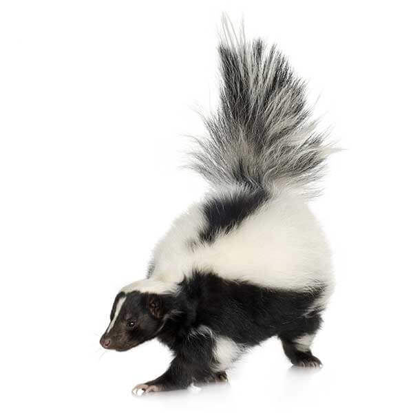 Skunk against a white background - Keep Skunks away from your home with Bug Out in St. Louis