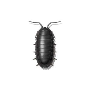 Sowbug against a white background - Keep Sowbugs away from your home with Bug Out in St. Louis.