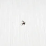 Spider crawling on a wall - Keep spiders out of your home with Bug Out in St. Louis MO