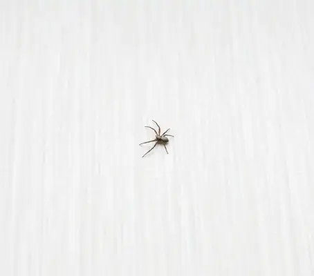 Spider crawling on a wall - Keep spiders out of your home with Bug Out in St. Louis MO