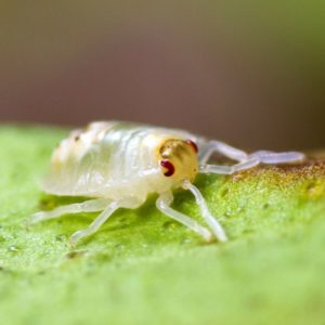 A spider mite crawling on a leaf - Keep spider mites away from your home with Bug Out in St. Louis