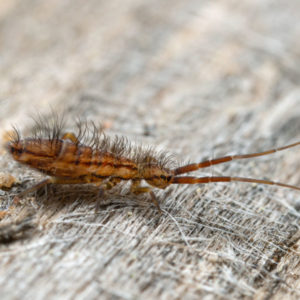 A springtail crawling on a piece of wood - Keep spring tails away from your home with Bug Out in St. Louis