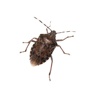 Stink Bug against a white background - Keep Stink Bugs away from your home with Bug Out in St. Louis.