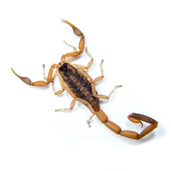 A striped bark scorpion against a white background - Keep striped bark scorpions away from your home with Bug Out in St. Louis