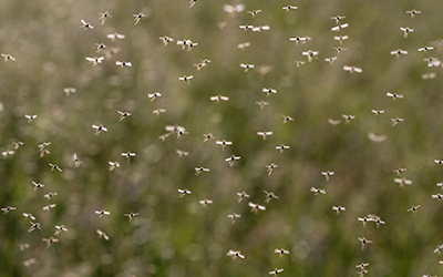 swarm of mosquitoes outside