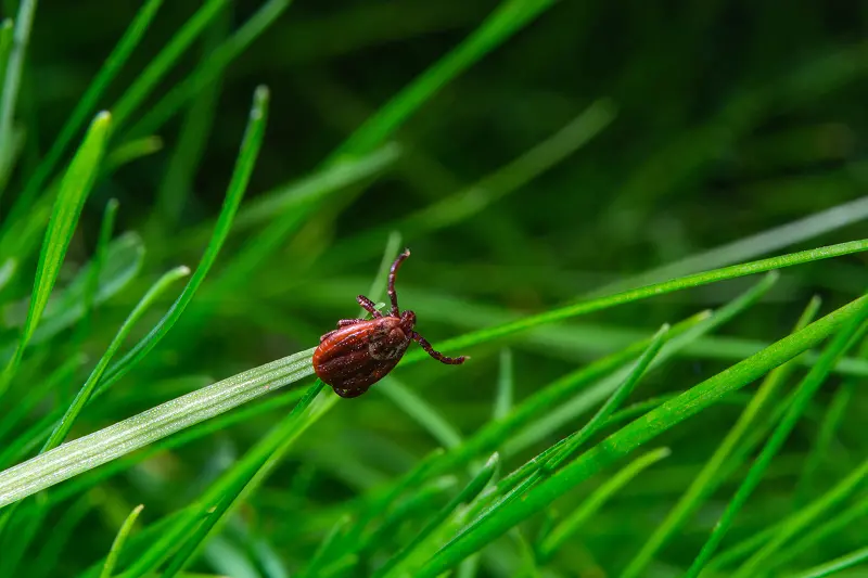 A tick climbing on a small blade of grass. Contact Bug Out for seasonal tick control treatment for your home or business.
