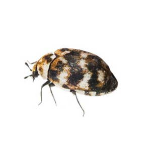 A Varied Carpet Beetle against a white background - Keep Varied Carpet Beetles away from your home with Bug Out in St. Louis.
