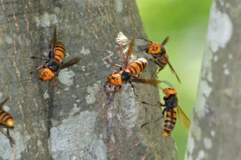 Wasps on the side of a tree