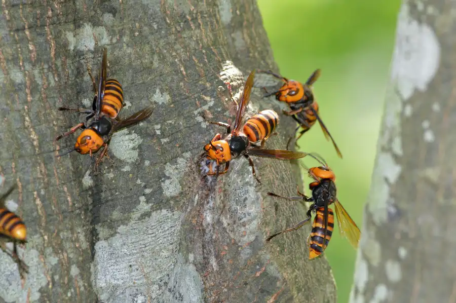 Wasps on the side of a tree