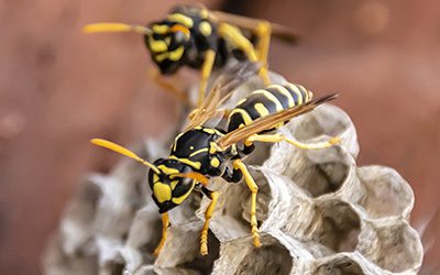 Preventing Fall Pests in your area