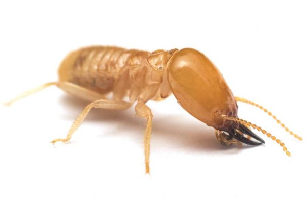 Termite against a white background - Keep termites away from your home with Bug Out in St. Louis