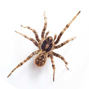 Wolf Spider against a white background - Keep Wolf Spiders away from your home with Bug Out in St. Louis