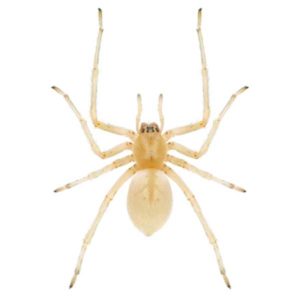 Sac Spider against a white background - Keep Sac Spiders away from your home with Bug Out in St. Louis