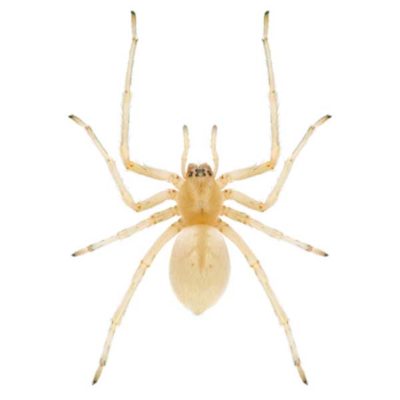 Sac Spider against a white background - Keep Sac Spiders away from your home with Bug Out in St. Louis