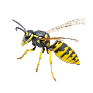 Yellowjacket against a white background - Keep Yellowjackets away from your home with Bug Out in St. Louis.